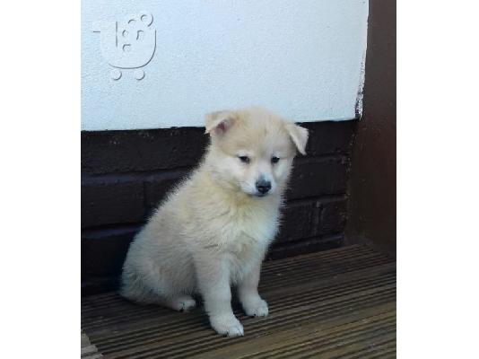 PoulaTo: Pomsky Puppy's